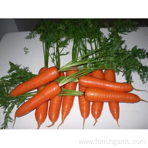 Export Standard Shandong Fresh Carrot